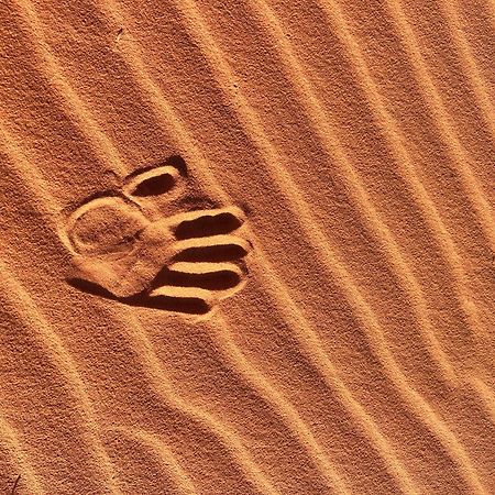 Wadi Rum Trip Εξωτερικό φωτογραφία