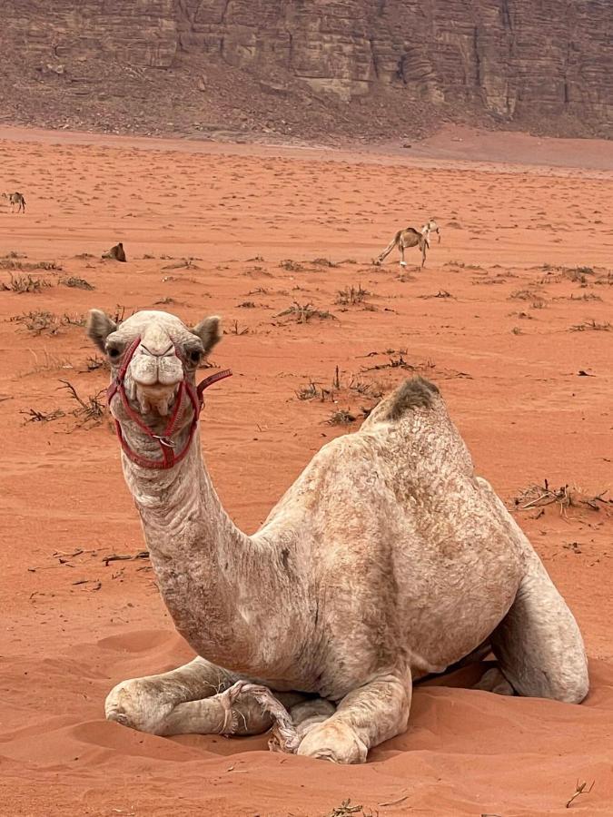 Wadi Rum Trip Εξωτερικό φωτογραφία