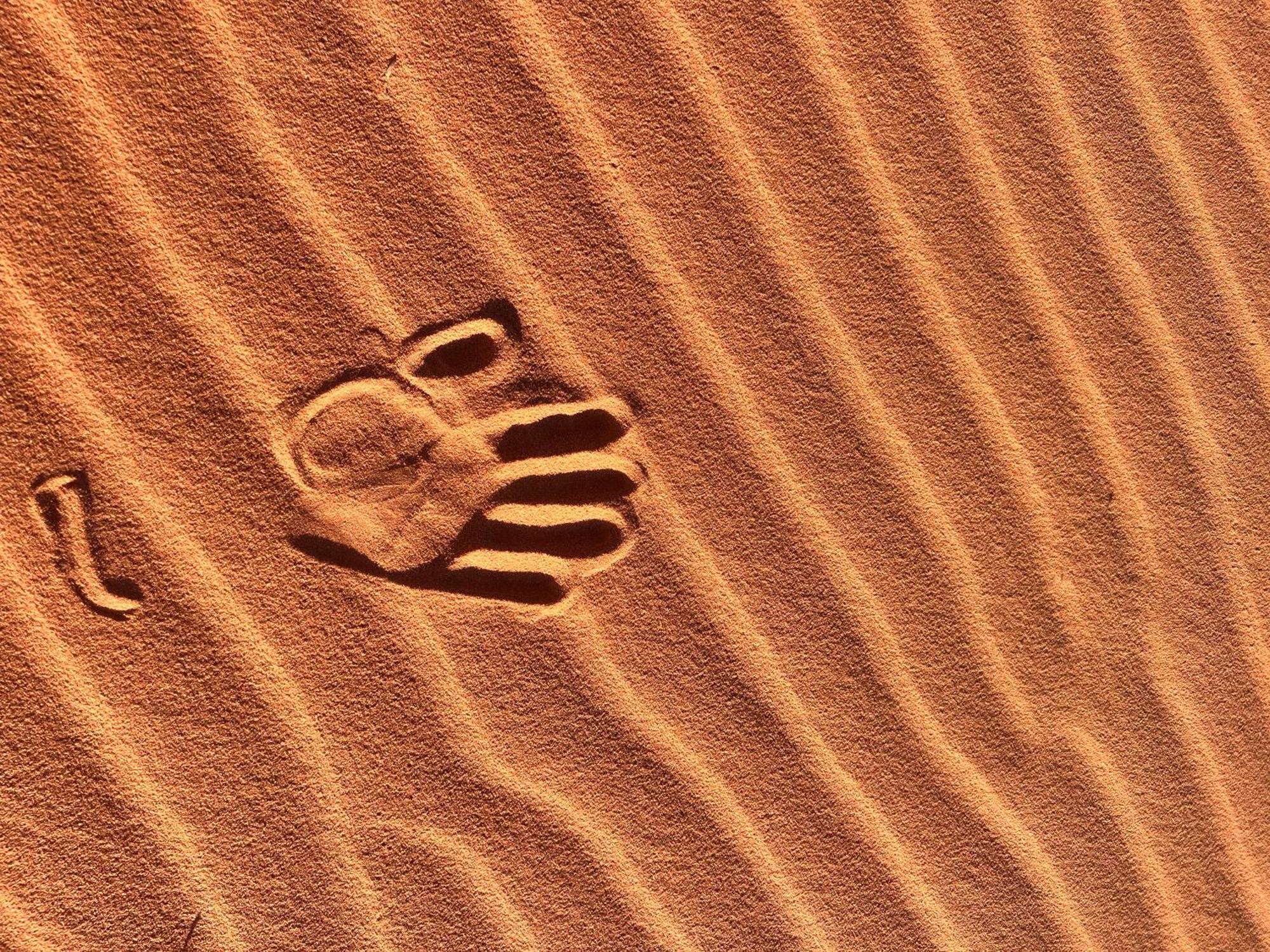 Wadi Rum Trip Εξωτερικό φωτογραφία